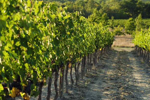 toskana İtalya sonbahar yaz güneş ışığı altında sangiovese üzüm ve asma asma üzüm