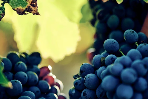 Szőlő Szőlő Vinegrape Sangiovese Napfény Alatt Toszkánában Olaszország Őszi Nyár — Stock Fotó