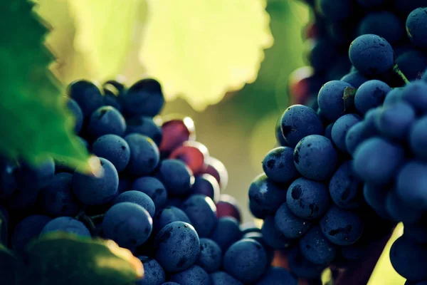 Uva Vid Sangiovese Bajo Luz Del Sol Toscana Otoño Verano — Foto de Stock