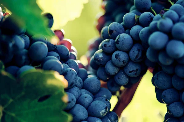 Szőlő Szőlő Vinegrape Sangiovese Napfény Alatt Toszkánában Olaszország Őszi Nyár — Stock Fotó