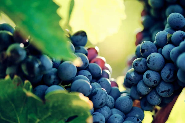 Druvor Och Vinstockar Vinegrape Sangiovese Solljus Toscana Italien Höst Sommar — Stockfoto