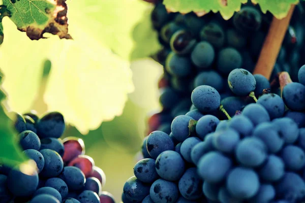 Szőlő Szőlő Vinegrape Sangiovese Napfény Alatt Toszkánában Olaszország Őszi Nyár — Stock Fotó