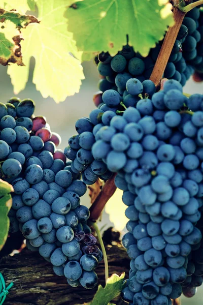 Szőlő Szőlő Vinegrape Sangiovese Napfény Alatt Toszkánában Olaszország Őszi Nyár — Stock Fotó