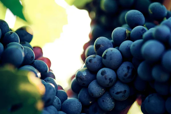 Trauben Und Weinreben Trauben Von Sangiovese Unter Sonnenlicht Der Toskana — Stockfoto