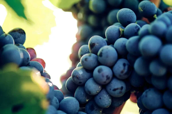 Szőlő Szőlő Vinegrape Sangiovese Napfény Alatt Toszkánában Olaszország Őszi Nyár — Stock Fotó