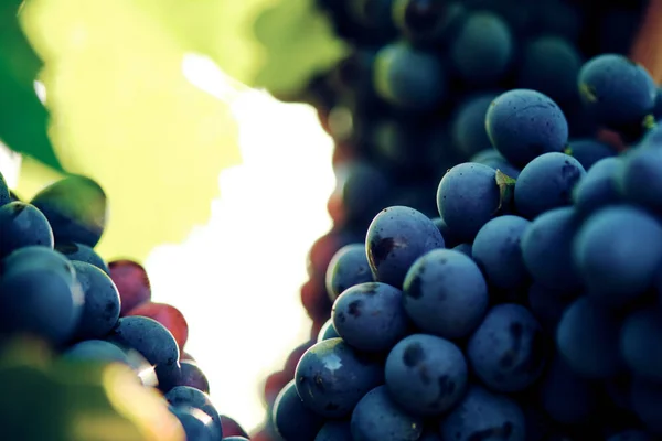 Szőlő Szőlő Vinegrape Sangiovese Napfény Alatt Toszkánában Olaszország Őszi Nyár — Stock Fotó