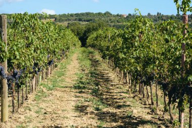 toskana İtalya sonbahar yaz güneş ışığı altında sangiovese üzüm ve asma asma üzüm