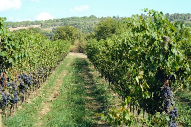 toskana İtalya sonbahar yaz güneş ışığı altında sangiovese üzüm ve asma asma üzüm