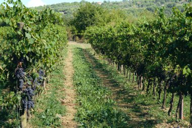 toskana İtalya sonbahar yaz güneş ışığı altında sangiovese üzüm ve asma asma üzüm