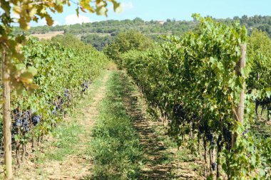 toskana İtalya sonbahar yaz güneş ışığı altında sangiovese üzüm ve asma asma üzüm