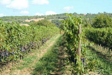 toskana İtalya sonbahar yaz güneş ışığı altında sangiovese üzüm ve asma asma üzüm