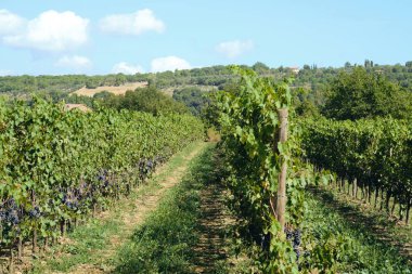 toskana İtalya sonbahar yaz güneş ışığı altında sangiovese üzüm ve asma asma üzüm