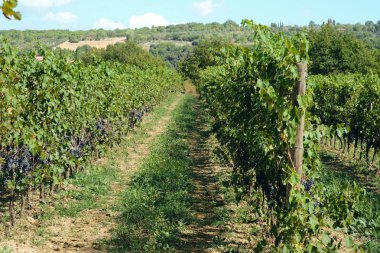 toskana İtalya sonbahar yaz güneş ışığı altında sangiovese üzüm ve asma asma üzüm