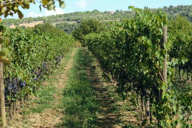 toskana İtalya sonbahar yaz güneş ışığı altında sangiovese üzüm ve asma asma üzüm