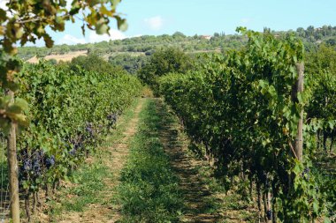 toskana İtalya sonbahar yaz güneş ışığı altında sangiovese üzüm ve asma asma üzüm