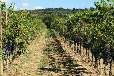 toskana İtalya sonbahar yaz güneş ışığı altında sangiovese üzüm ve asma asma üzüm
