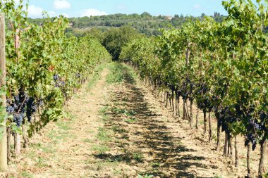 toskana İtalya sonbahar yaz güneş ışığı altında sangiovese üzüm ve asma asma üzüm