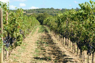 toskana İtalya sonbahar yaz güneş ışığı altında sangiovese üzüm ve asma asma üzüm