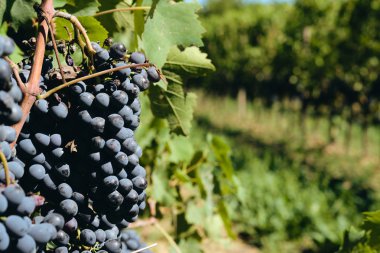 toskana İtalya sonbahar yaz güneş ışığı altında sangiovese üzüm ve asma asma üzüm