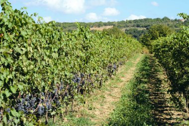 toskana İtalya sonbahar yaz güneş ışığı altında sangiovese üzüm ve asma asma üzüm