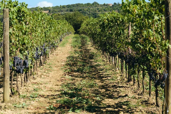 Uva Vid Sangiovese Bajo Luz Del Sol Toscana Otoño Verano — Foto de Stock