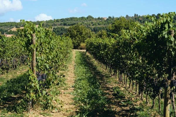 Grape Vine Vinegrape Sangiovese Sunlight Tuscany Italy Autumn Summer — Stock Photo, Image