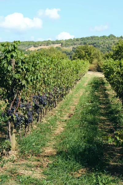 Uva Vid Sangiovese Bajo Luz Del Sol Toscana Otoño Verano — Foto de Stock