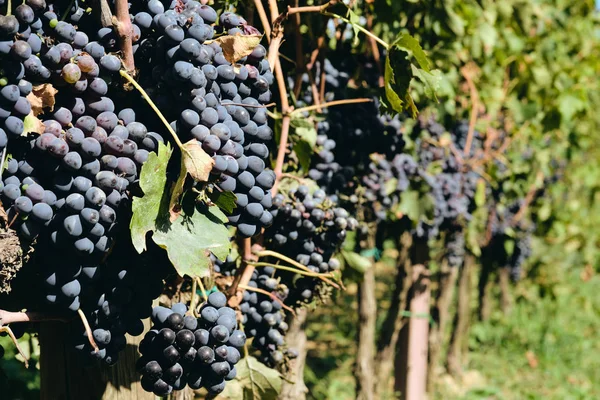 Druiven Wijnstokken Vinedruif Van Sangiovese Onder Zonlicht Toscane Italië Herfst — Stockfoto