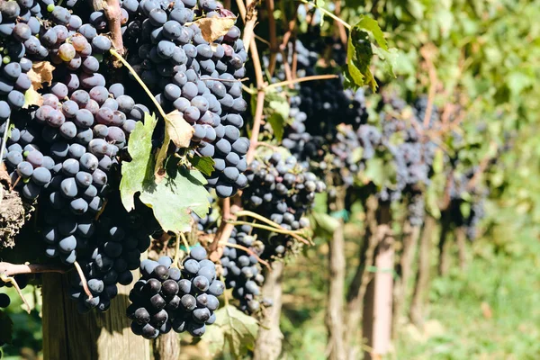 トスカーナイタリア秋の夏の日光の下でサンジョヴェーゼのブドウとブドウのブドウ — ストック写真