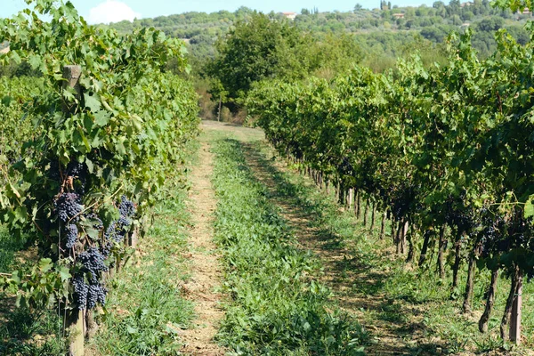 grape and vine vinegrape of sangiovese under sunlight in tuscany italy autumn summer