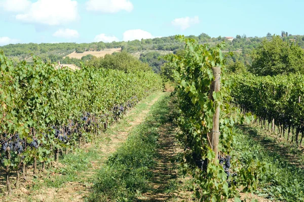 toskana İtalya sonbahar yaz güneş ışığı altında sangiovese üzüm ve asma asma üzüm