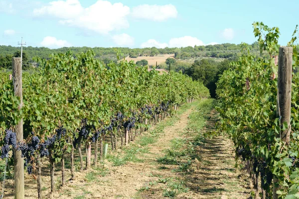 Szőlő Szőlő Vinegrape Sangiovese Napfény Alatt Toszkánában Olaszország Őszi Nyár — Stock Fotó