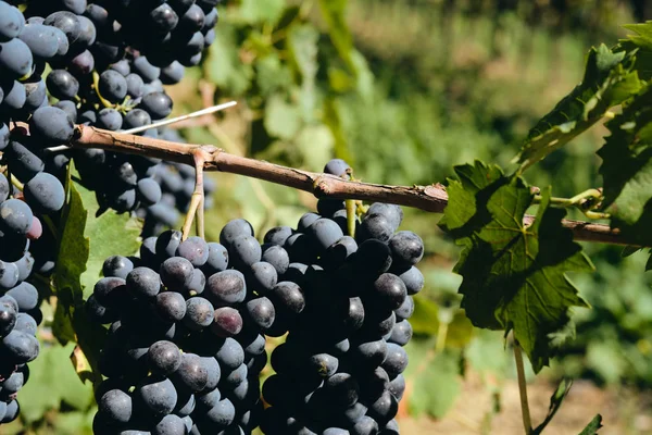 Druvor Och Vinstockar Vinegrape Sangiovese Solljus Toscana Italien Höst Sommar — Stockfoto