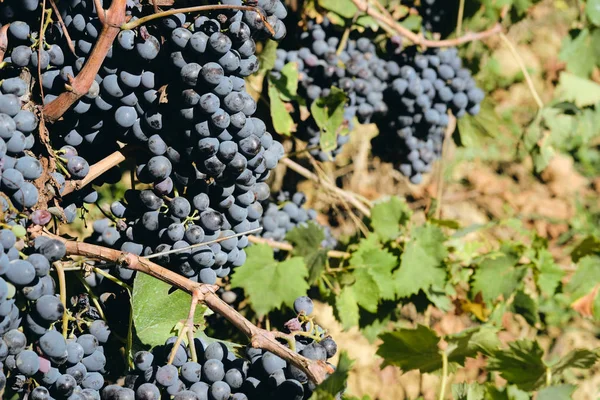 トスカーナイタリア秋の夏の日光の下でサンジョヴェーゼのブドウとブドウのブドウ — ストック写真