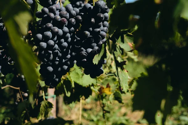 Trauben Und Weinreben Trauben Von Sangiovese Unter Sonnenlicht Der Toskana — Stockfoto