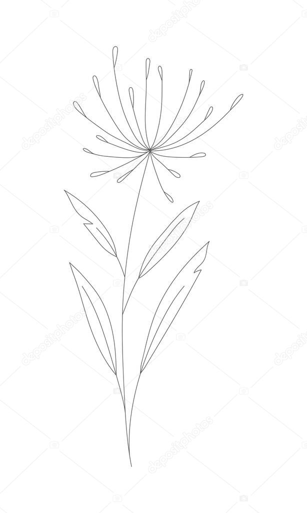 Minimalism line drawing. Flower vector one line art. Botanical Sketch Vector Illustration. Nature vector Line drawing.