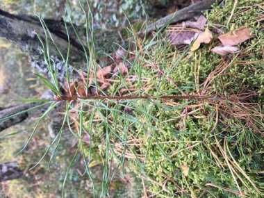 Genç çam ağacı büyüdü eski ağaç kütüğü