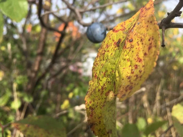 Das Blatt Fällt Die Dornen Bleiben — Stockfoto