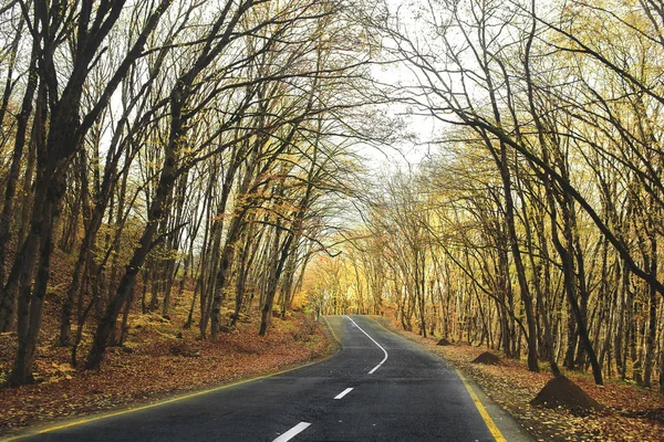 Khinalig.Autumn orman yolu. 