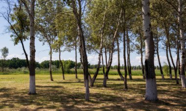 Kavak ve orman ve gökyüzü ve Park