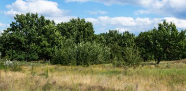 Sarı çimen yeşil ağaçlar ve mavi gökyüzü. Meşe ağacı iniş iniş adam