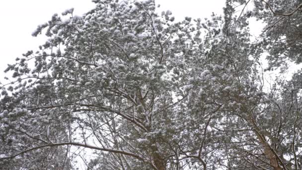 Дивовижно красивий зимовий хвойний ліс — стокове відео