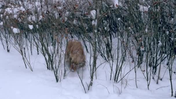 Roodharige Cocker Spaniel zoekt naar een spoor — Stockvideo