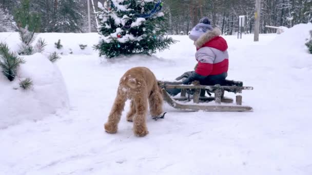 Carino bambino e il suo compagno amico cane rosso — Video Stock