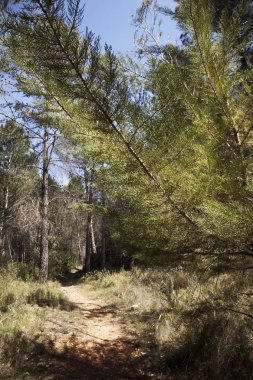 Arnes yol. Teruel ilinde