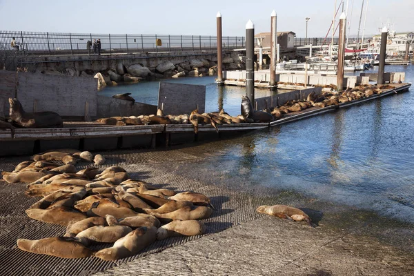 Monterey Estados Unidos Junio 2017 Observación Turística Focas Bahía Monterey — Foto de Stock