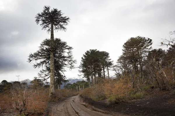 Araucarias Träd Det Melipeuco Chile — Stockfoto