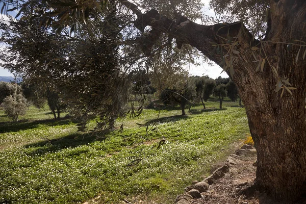 Oliwka Drzewo Pole Prowincja Teruel — Zdjęcie stockowe