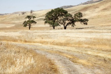 Batı ağacında. California