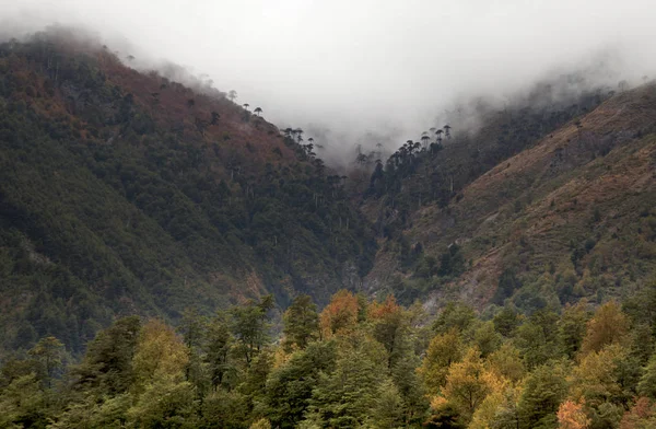 Araucarias Anderna — Stockfoto